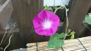 阿邪訶根神社の自然(2021年08月30日(月) 14時48分01秒投稿)