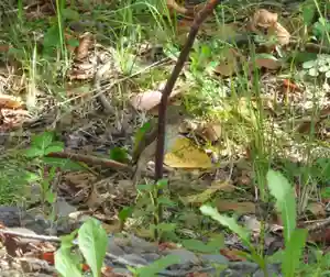 留辺蘂神社の動物(2024年09月25日(水) 22時13分55秒投稿)