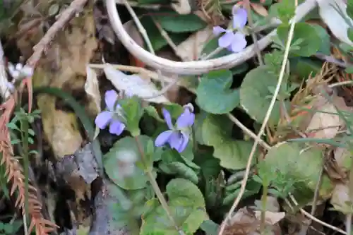 鹿島大神宮の自然