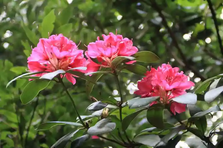 阿邪訶根神社の庭園