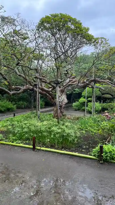 極楽寺(霊鷲山感應院極楽律寺)の自然