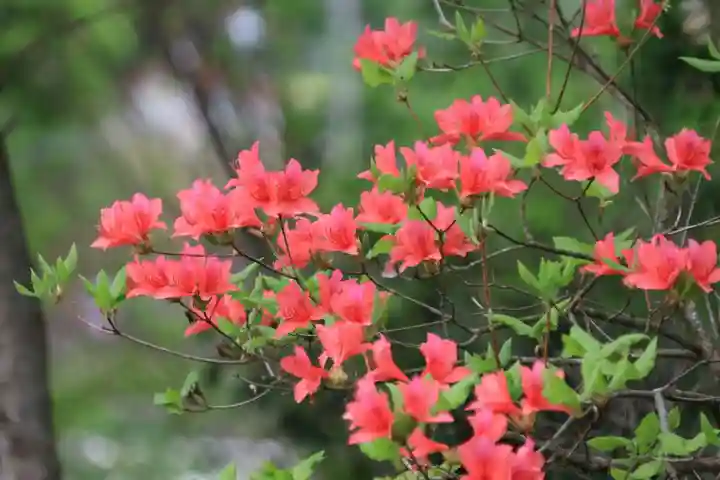 阿久津「田村神社」(郡山市阿久津町)旧社名:伊豆箱根三嶋三社の庭園