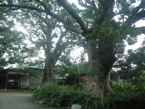 宇美八幡宮の自然