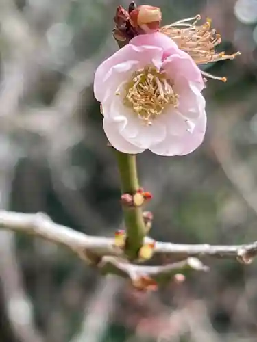 荏柄天神社の自然