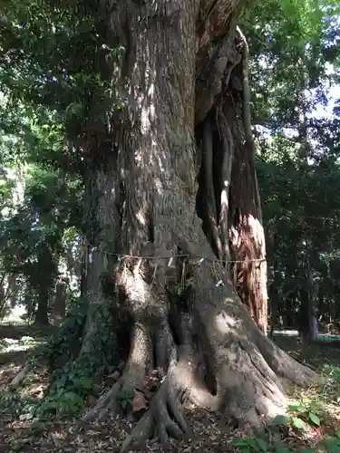 夷針神社の自然