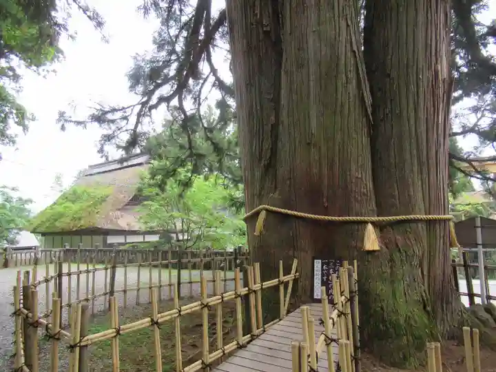 戸隠神社中社の自然