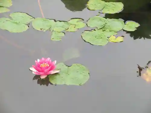 定願寺(栃木県)
