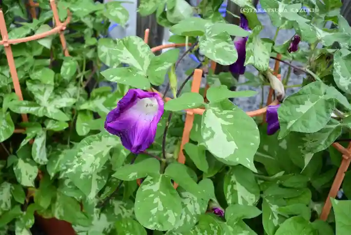 【閉業】小石川大神宮(東京都)
