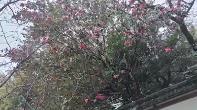 平野神社(京都府)