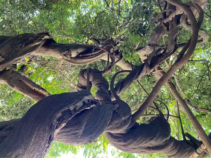豊藤稲荷神社の自然