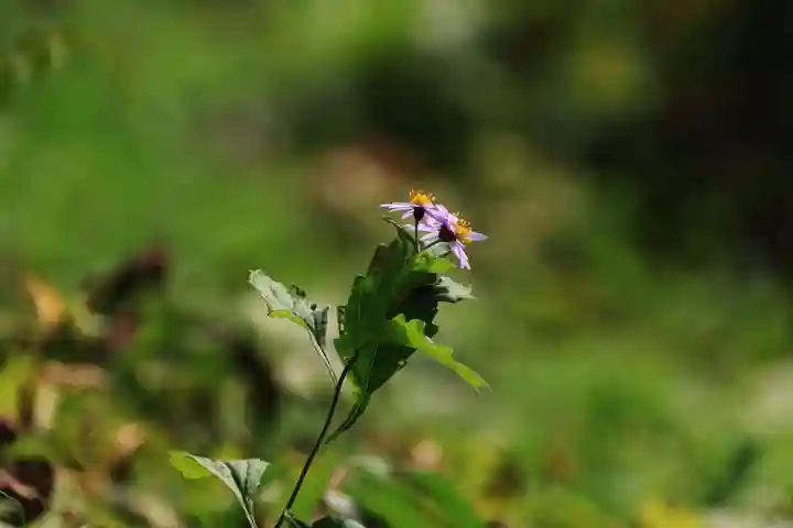 長屋神社の自然