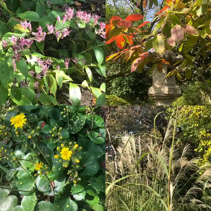 観蔵院 曼荼羅寺の庭園