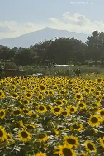 座間神社(神奈川県)
