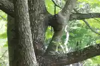 国宝 大法寺の自然