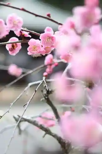 石山寺の御朱印
