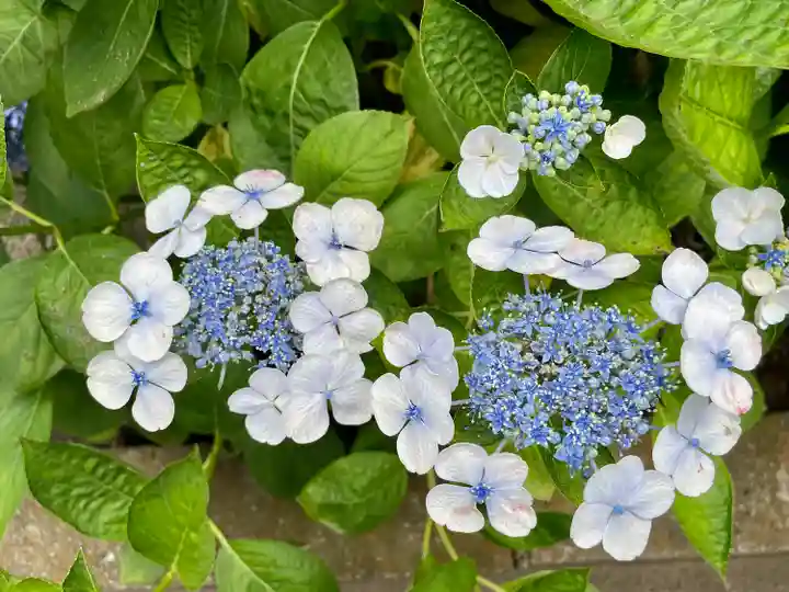 白山神社の自然