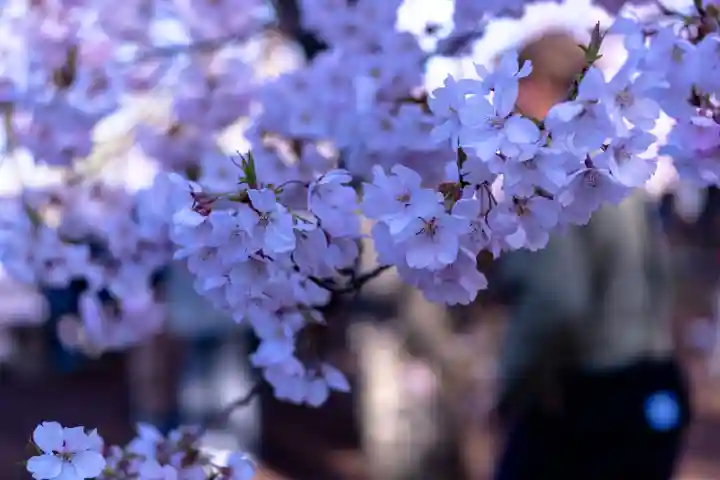 新城藤原神社(長野県)