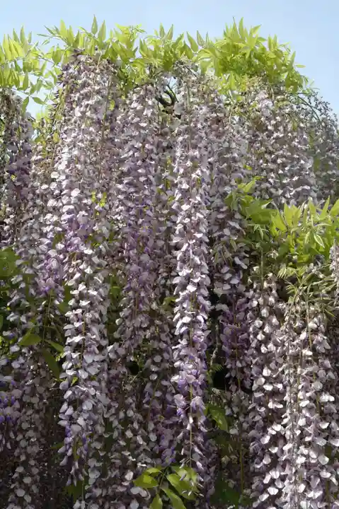玉敷神社(埼玉県)