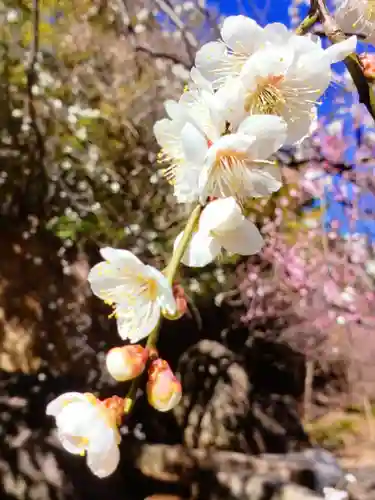 妙法寺(東京都)