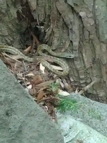 白山神社(宮城県)