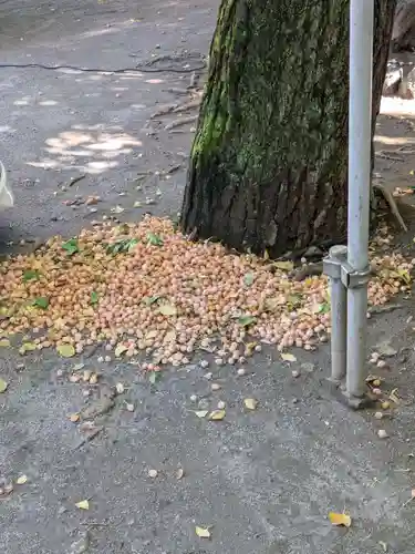 千住本氷川神社(東京都)