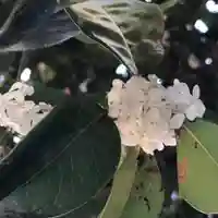 間々田八幡宮の自然