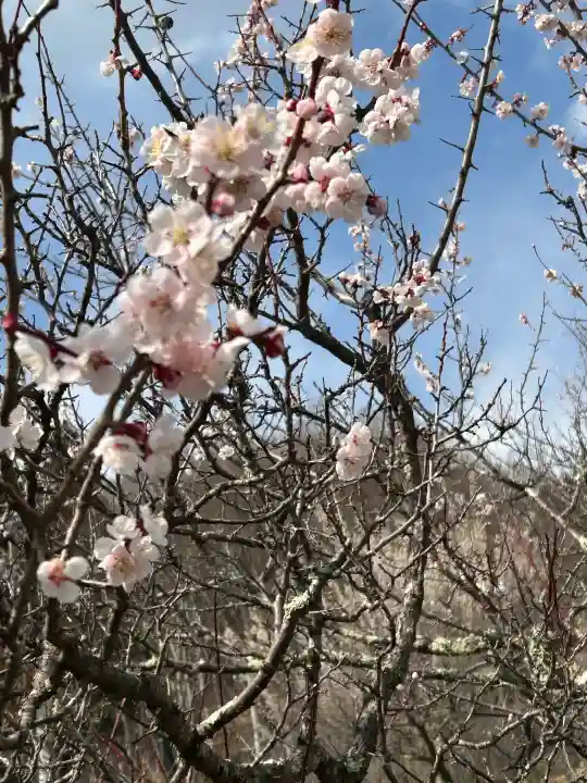 国宝 大法寺の{uncategorized: "未分類", other: "その他", undefined: "問題あり", building: "その他建物", grave: "お墓", sacred_gate: "鳥居", guardian: "狛犬", statue: "像", buddha: "仏像", history: "歴史", nature: "自然", garden: "庭園", animal: "動物", pagoda: "塔", temizu: "手水舎", mountain_gate: "山門・神門", sanctuary: "本殿・本堂", subordinate: "末社・摂社", art: "芸術", scenery: "景色", jizo: "地蔵", ema: "絵馬", goshuin: "御朱印", omikuji: "おみくじ", items: "授与品その他", amulet: "お守り", goshuincho: "御朱印帳", eats: "食事", festival: "お祭り", votive_dance: "神楽", shichigosan: "七五三参", wedding: "結婚式", experience: "体験その他", initially: "初詣", around: "周辺", anti_infection: "感染症対策"}