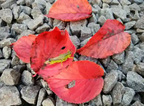 相馬妙見宮　大上川神社の動物