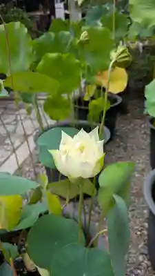 行願寺（革堂）(京都府)