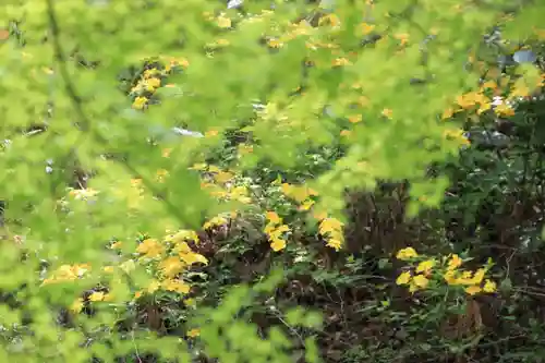 三春大神宮の自然
