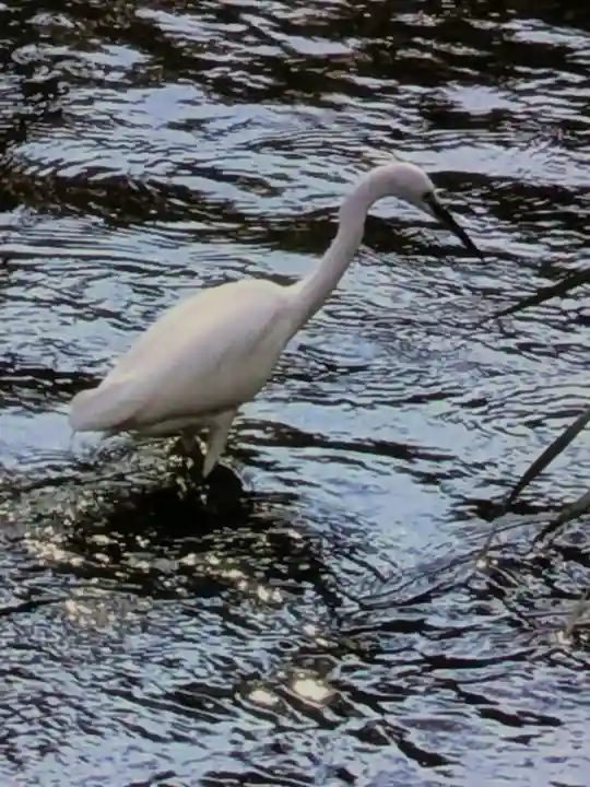 下高井戸八幡神社(東京都)