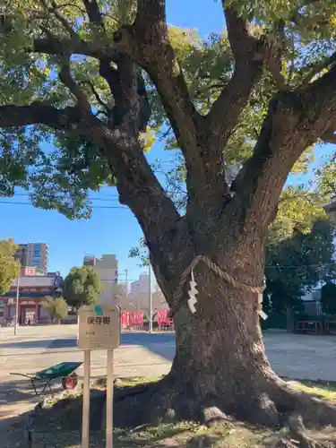 四天王寺の自然