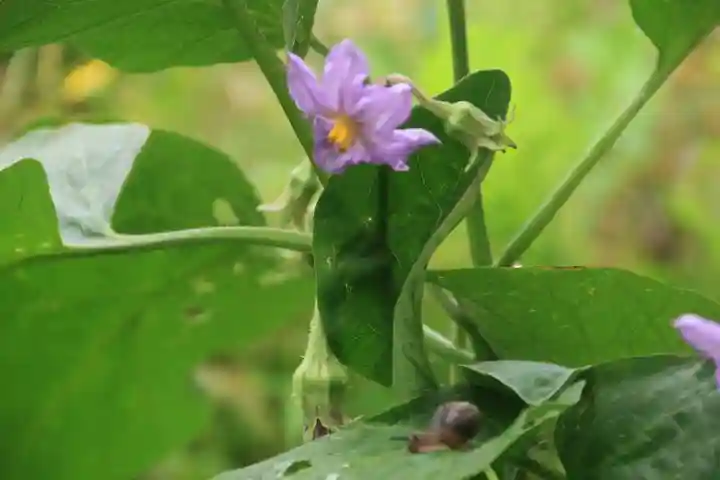 高司神社〜むすびの神の鎮まる社〜の庭園