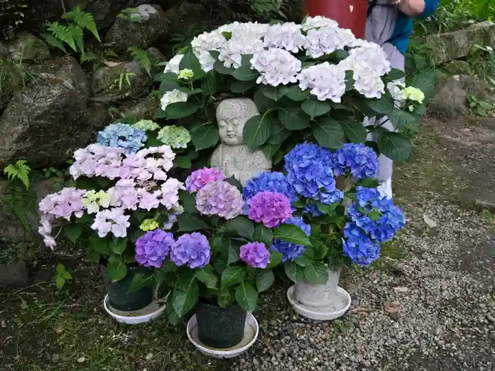 岡寺(龍蓋寺)(奈良県)