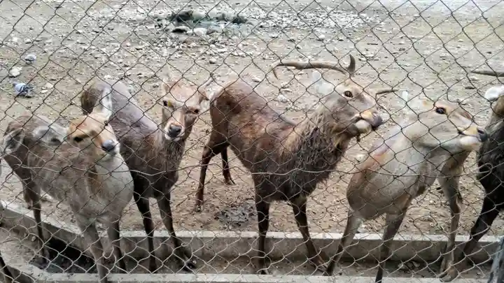 三嶋大社(静岡県)