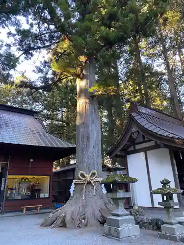 北口本宮冨士浅間神社の自然