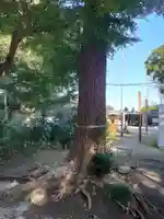 北本氷川神社の自然