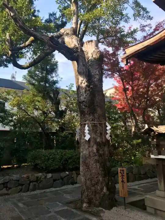 大将軍八神社の自然