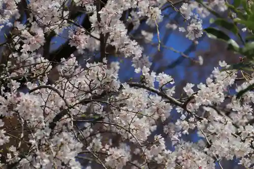 愛宕神社の庭園