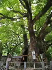 大麻比古神社の自然