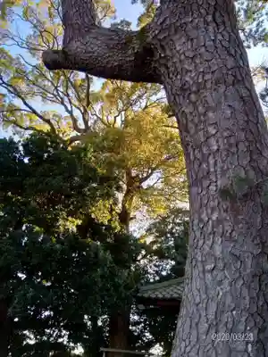 大井神社の自然