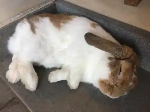 龍宮神社の動物