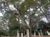 高田八幡神社の{uncategorized: "未分類", other: "その他", undefined: "問題あり", building: "その他建物", grave: "お墓", sacred_gate: "鳥居", guardian: "狛犬", statue: "像", buddha: "仏像", history: "歴史", nature: "自然", garden: "庭園", animal: "動物", pagoda: "塔", temizu: "手水舎", mountain_gate: "山門・神門", sanctuary: "本殿・本堂", subordinate: "末社・摂社", art: "芸術", scenery: "景色", jizo: "地蔵", ema: "絵馬", goshuin: "御朱印", omikuji: "おみくじ", items: "授与品その他", amulet: "お守り", goshuincho: "御朱印帳", eats: "食事", festival: "お祭り", votive_dance: "神楽", shichigosan: "七五三参", wedding: "結婚式", experience: "体験その他", initially: "初詣", around: "周辺", anti_infection: "感染症対策"}