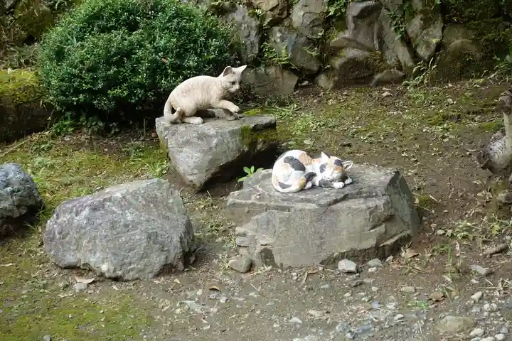 猫猫寺の動物