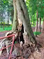 八幡神社の自然