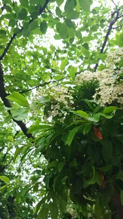 神明社(国府宮神明社)の自然