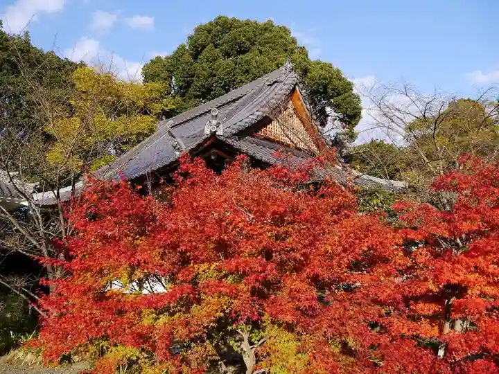 光明寺(粟生光明寺)の自然