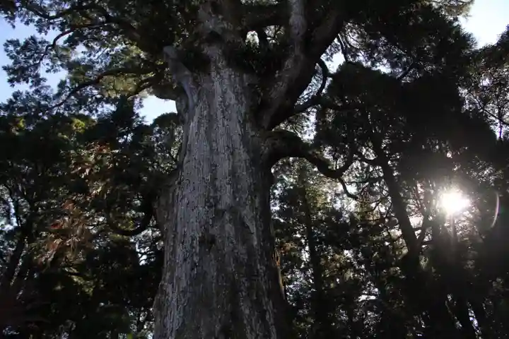 霧島神宮の自然