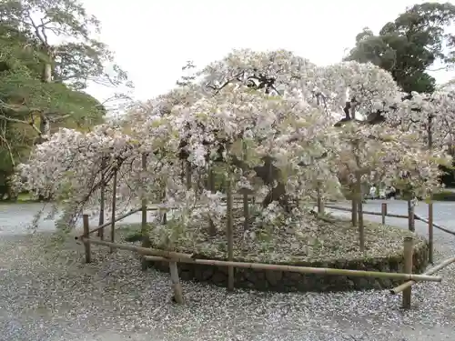 大原野神社の庭園