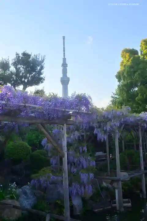 亀戸天神社の庭園